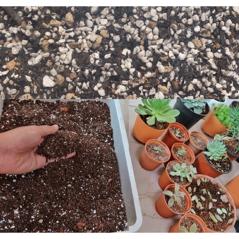 Đất trồng sen đá,giá thể tự trộn siêu dinh dưỡng, giúp cây thoát nước tốt tránh úng, nấm