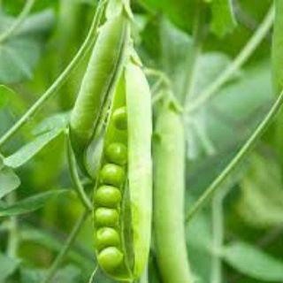 20Gram Hạt giống Đậu Hà Lan