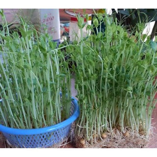 hạt giống rau mầm đậu hà lan loại ngon 20gr