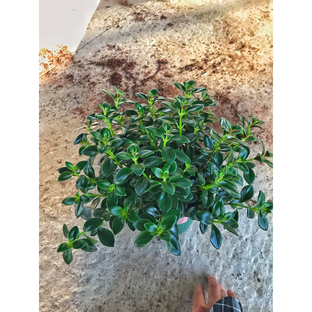 Cây cá vàng, cây cao 15-20cm cây để bàn giảm stress hút may mắn, tài lộc, tăng sức khoẻ, làm quà tặng ý nghĩa