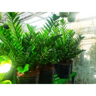 Cây kim tiền chậu lớn 60-70cm