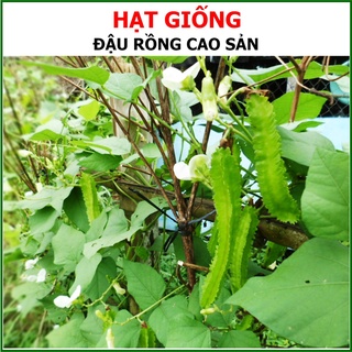 Hạt Giống Đậu Rồng Cao Sản Rạng Đông 10gram