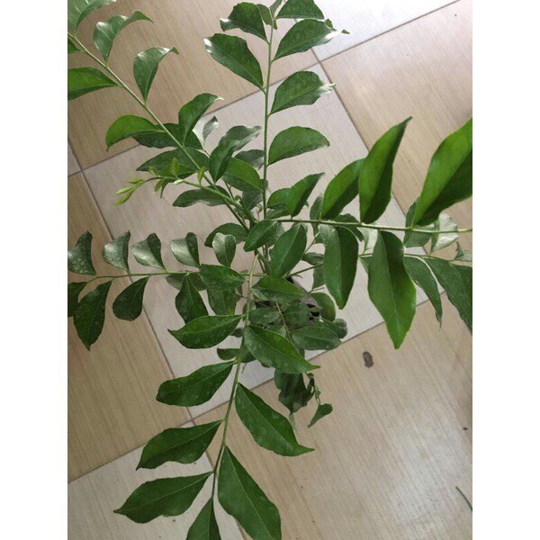 Cây giống Mắc mật cao 60-70cm đã trồng thuần, rễ khỏe, bao sống
