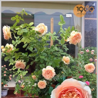 Cây hoa hồng juliet siêu đẹp-tặng kích rễ