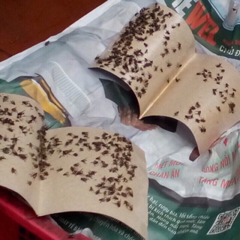 set 10 tấm keo dính ruồi siêu chắc, keo dính bẫy côn trùng