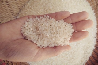 Gạo xát dối