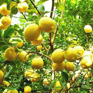Cây giống chanh vàng Mỹ