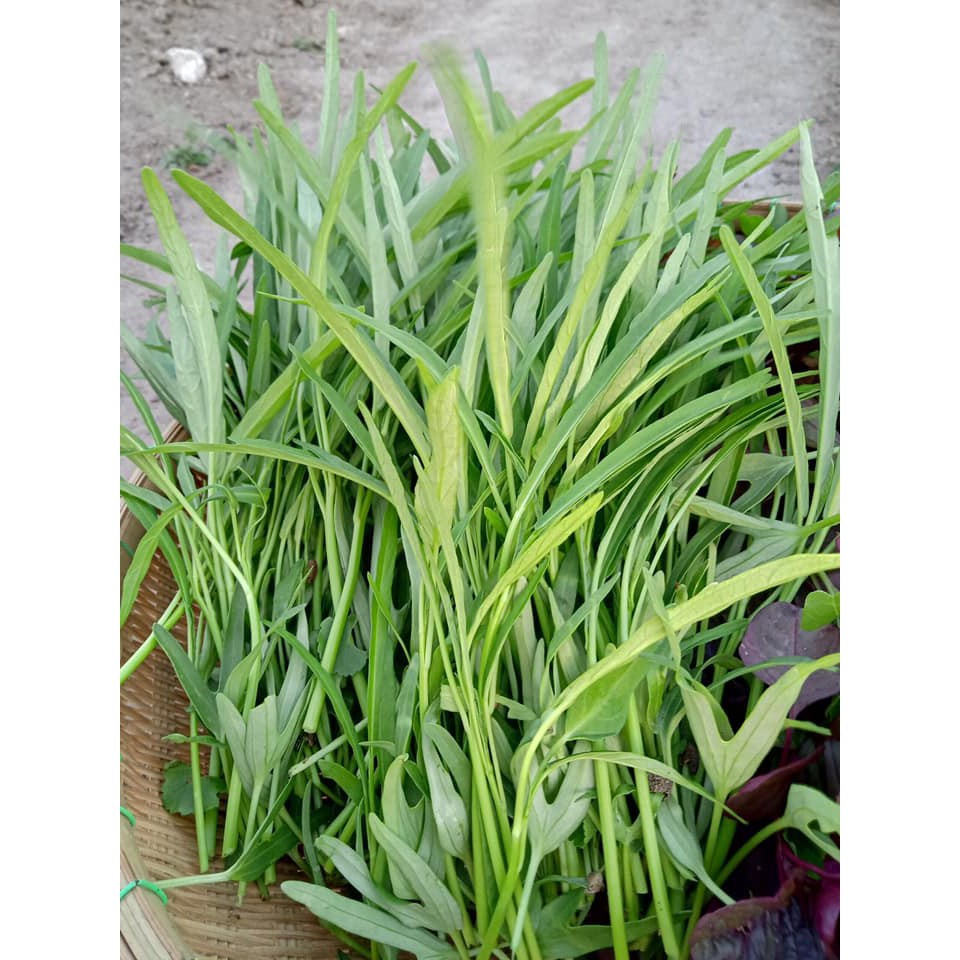 [Rạng Đông] Hạt Giống Rau Muống Lá Tre RADO 12 Dễ Trồng, Năng Suất Cao 50gr, tỷ lệ nảy mầm &gt;95%