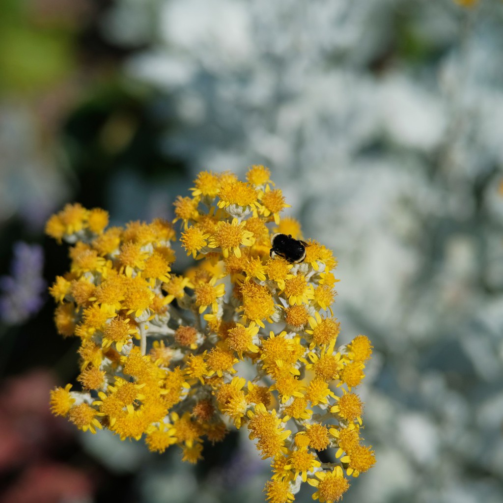 Ống Kính máy ảnh 7artisan 50mmF1.8