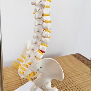 Mô hình cột sống 45cm
