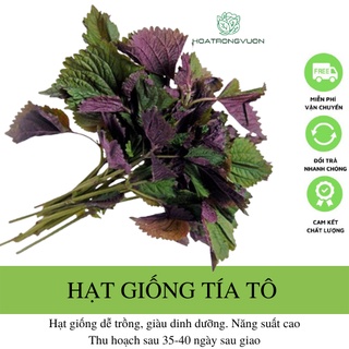 Hạt giống rau tía tô cao sản lá to - Gói 1000 hạt