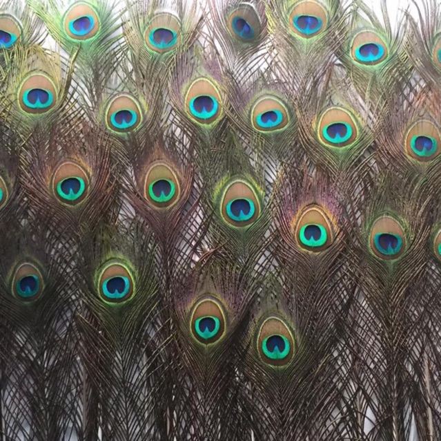 Lông công phong thuỷ 80-85cm mắt to đại 4-6cm | BigBuy360 - bigbuy360.vn