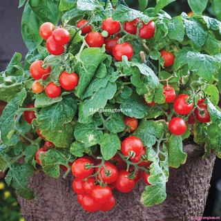 Hạt Giống Cà Chua BonSai Đỏ ( 30 Hạt)