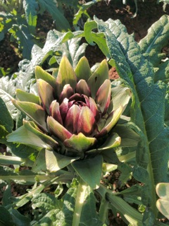 [ ĐÔNG Y ] Bông atiso Sapa khô  500g Thực Phẩm Quê Tây Bắc