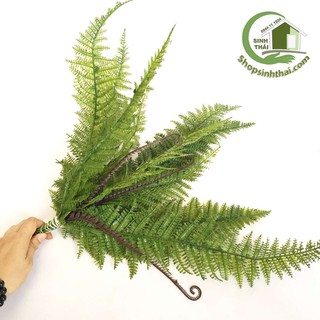 Bụi cây dương xỉ Nhật lớn - cây dương xỉ giả cao 53cm