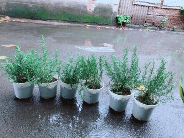 Hương Thảo