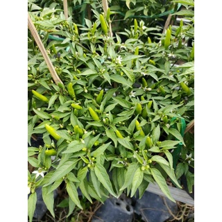 Cây 🌲 Chậu ớt hiểm ( siêu cay)