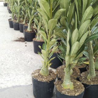 Sứ Thái nguyên liệu 1 cốt