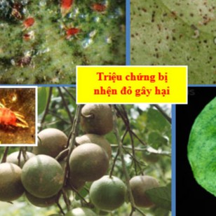 Thuốc diệt nhện Red Army 110SC Chiến Binh Đỏ chuyên diệt nhện non và trứng nhện ( gói 12ml)