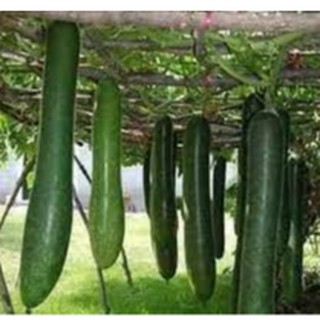 Hạt giống bí xanh dài ( bí đao xạnh bí sặt ) 20 hạt