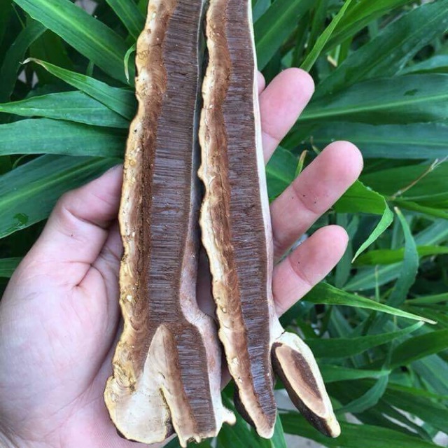 Nấm Linh Chi Đỏ