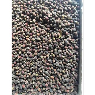 cây giống sim rừng
