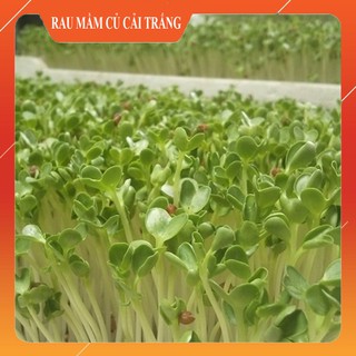 Hạt Giống Rau Mầm Củ Cải Trắng