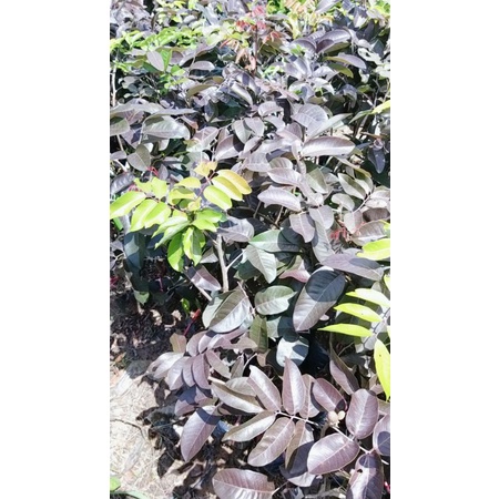 CÂY GIỐNG NHÃN LONG TÍM TỨ QUÝ