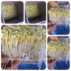 Máy làm giá đỗ, rau mầm MẪU 103. ĐTCA