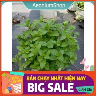 Cây Bạc Hà Âu- Euromint - Bạc Hà Pháp Cây Giống 💪