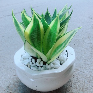 Chậu lưỡi hổ thái