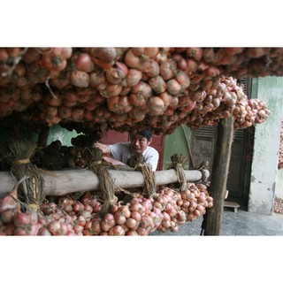 Hành khô kinh môn hải dương