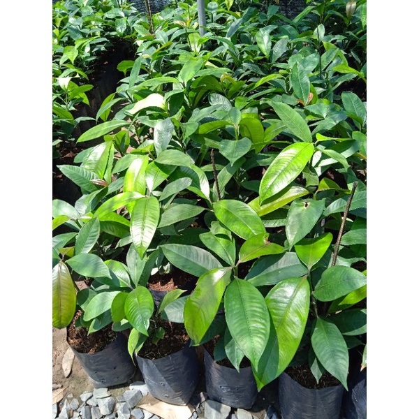 Cây măng cụt Bến Tre