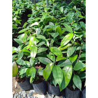 Com bo 17 cây( 2 cóc,1me thái,3 chùm ruột, 1 bưởi da xanh, 1quyt, 1 cầu xiêm,1 mận xanh)