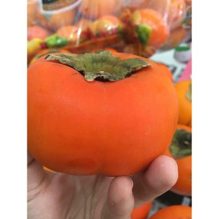 CÂY GIỐNG HỒNG GIÒN #NHẬT_BẢN 30K