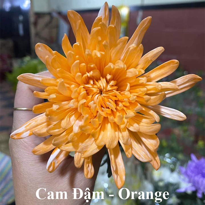 Nước Nhuộm Hoa Tươi đủ 12 màu  theo công nghệ Israel giúp nhuộm đổi màu hoa cắt cành theo ý muốn