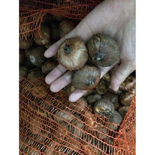 CỦ HOA LAY ƠN MÀU VÀNG 10 CỦ