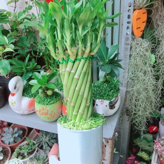 Chậu Trúc Phát Tài