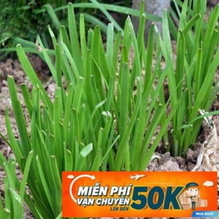 1g Hạt giống Hẹ LuckyseadTG