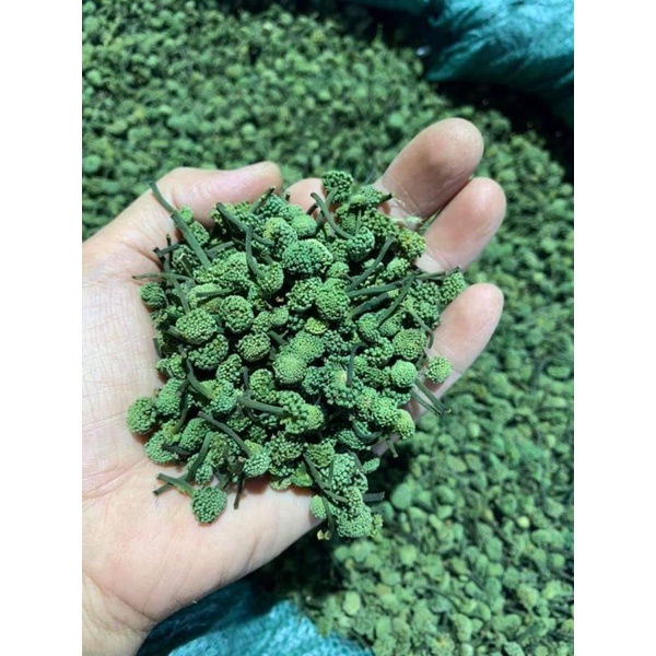 500g nụ tam thất bao tử