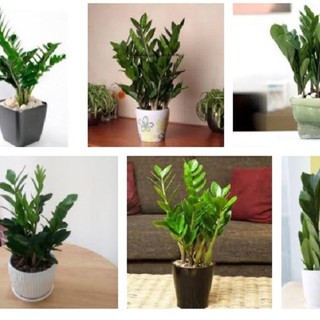 Cây Kim tiền mini để bàn ( Chậu nhựa)