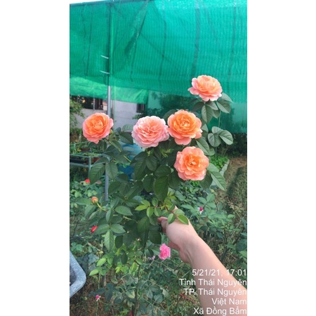 Combo 5 gốc hồng nhập ngoại đã có mầm