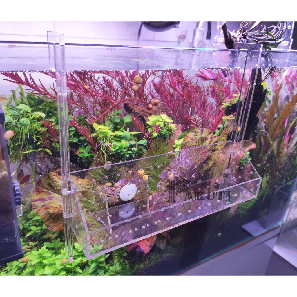 Khay trồng cây thủy sinh trong suốt 30x5x5 cm cạnh xéo