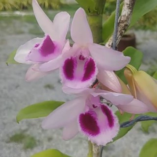 Hoa phong lan phi điệp lộc bắc gieo hạt