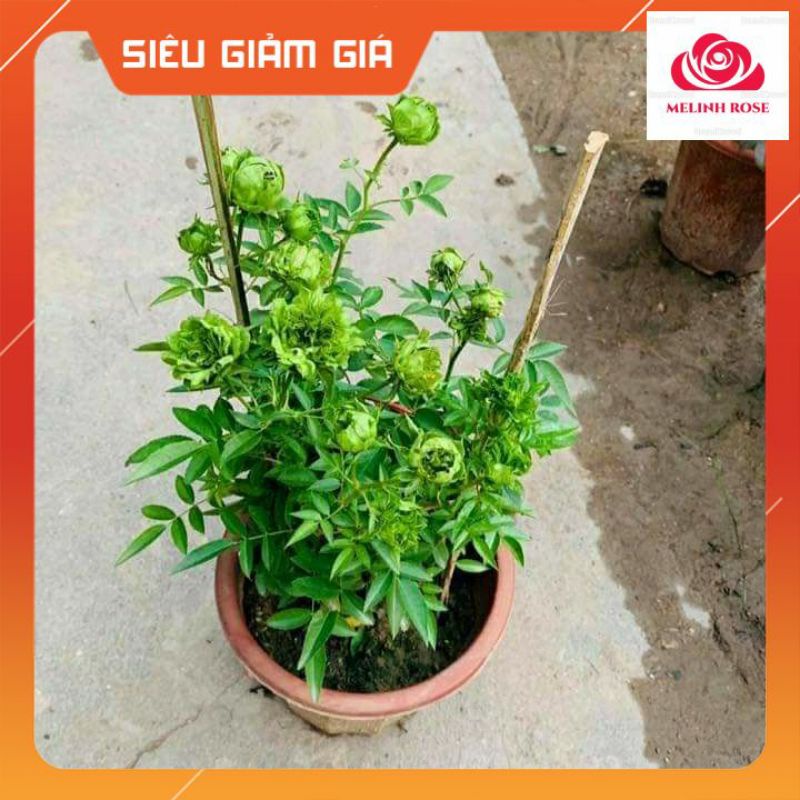 Hoa hồng xanh Jane Green rose- Biểu tượng cho tình yêu bất diệt-Vườn Hoa Melinhrose