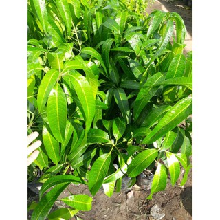 cây giống Xoài Ngọc Vân (quả tím)