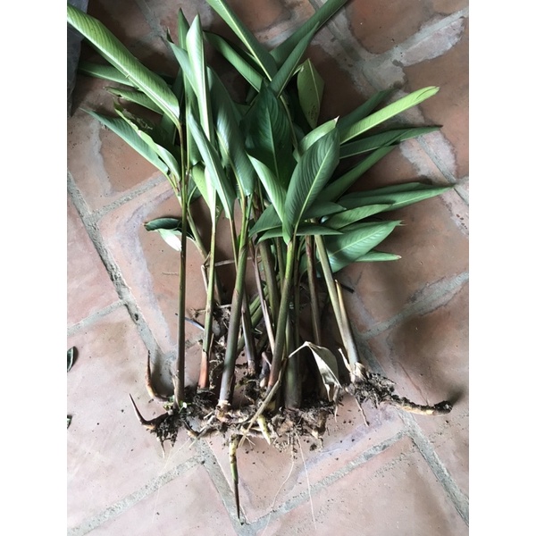 Combo 20cây chuối mỏ két
