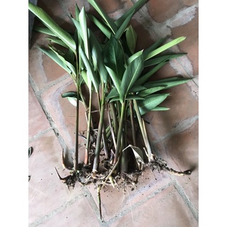 combo 20cây chuối mỏ két( thiên điểu)