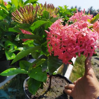 Chậu nhựa mềm Trang Mỹ màu hồng