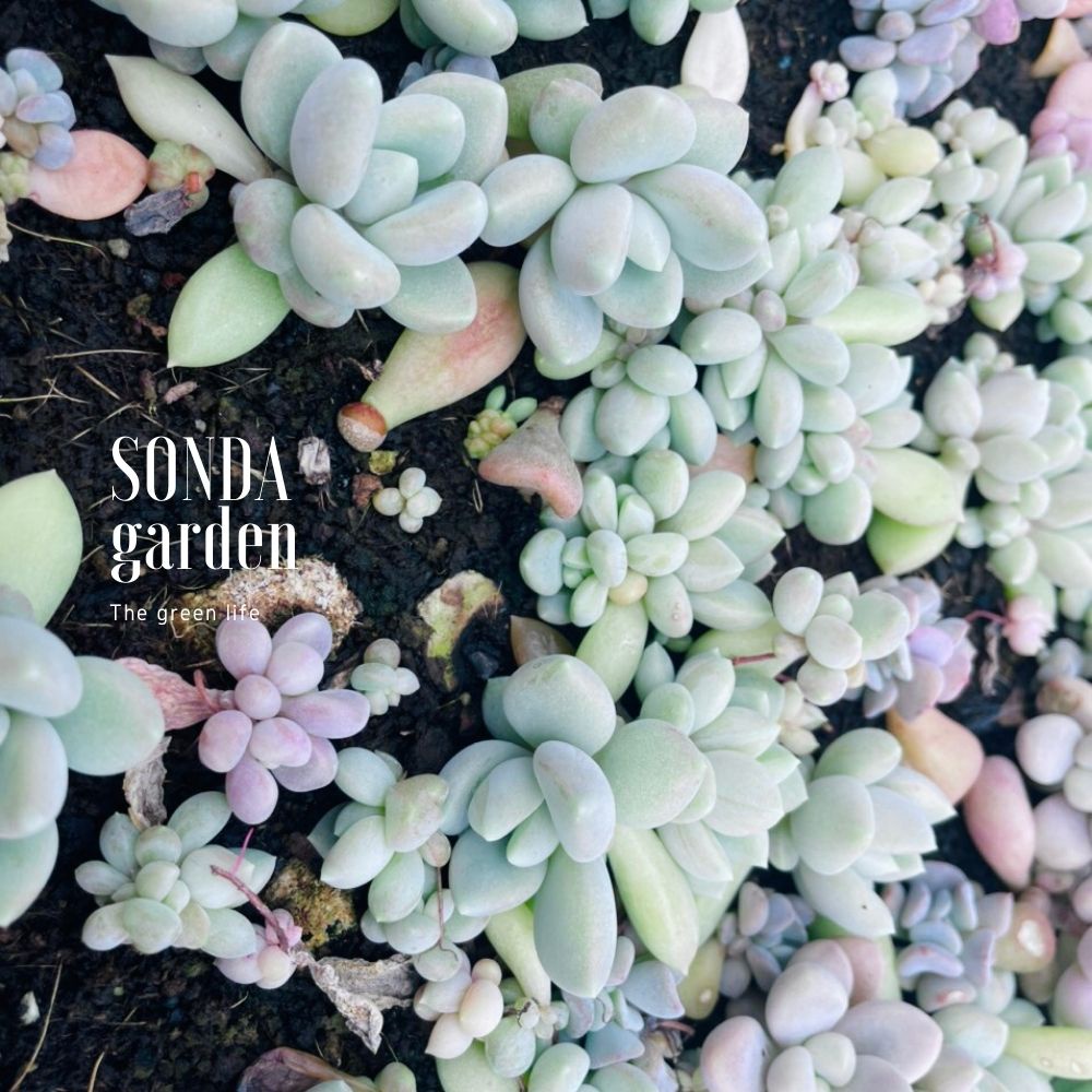 MẦM SEN ĐÁ SỎI XÁM HƯ 1 ĐỔI 1 SIÊU CUTE